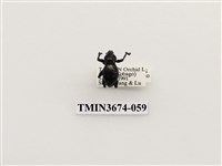 藏品(象鼻蟲(2))的圖片